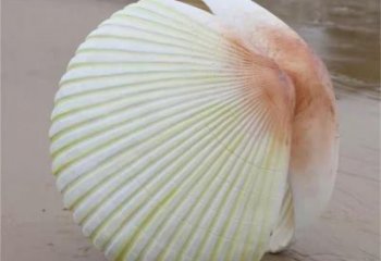 贝壳雕塑厂家，广场海洋生物摆件，创意贝壳雕塑小品